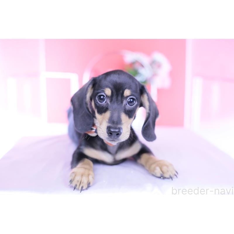 販売中の愛知県のカニンヘンダックスフンド(スムースヘアード)-440319の14枚目