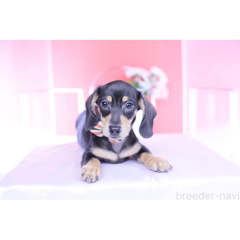 販売中の愛知県のカニンヘンダックスフンド(スムースヘアード)-440319の13枚目