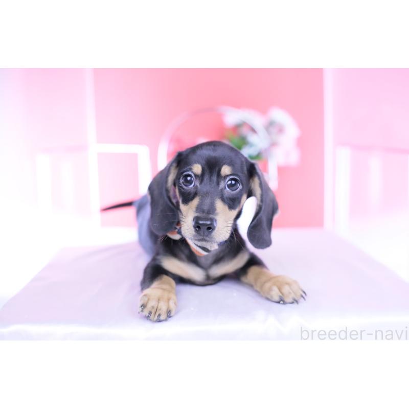 販売中の愛知県のカニンヘンダックスフンド(スムースヘアード)-440319の12枚目