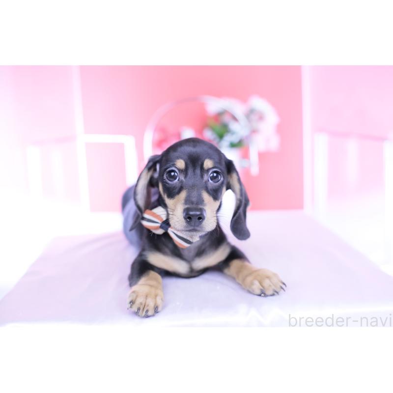 販売中の愛知県のカニンヘンダックスフンド(スムースヘアード)-440319の11枚目