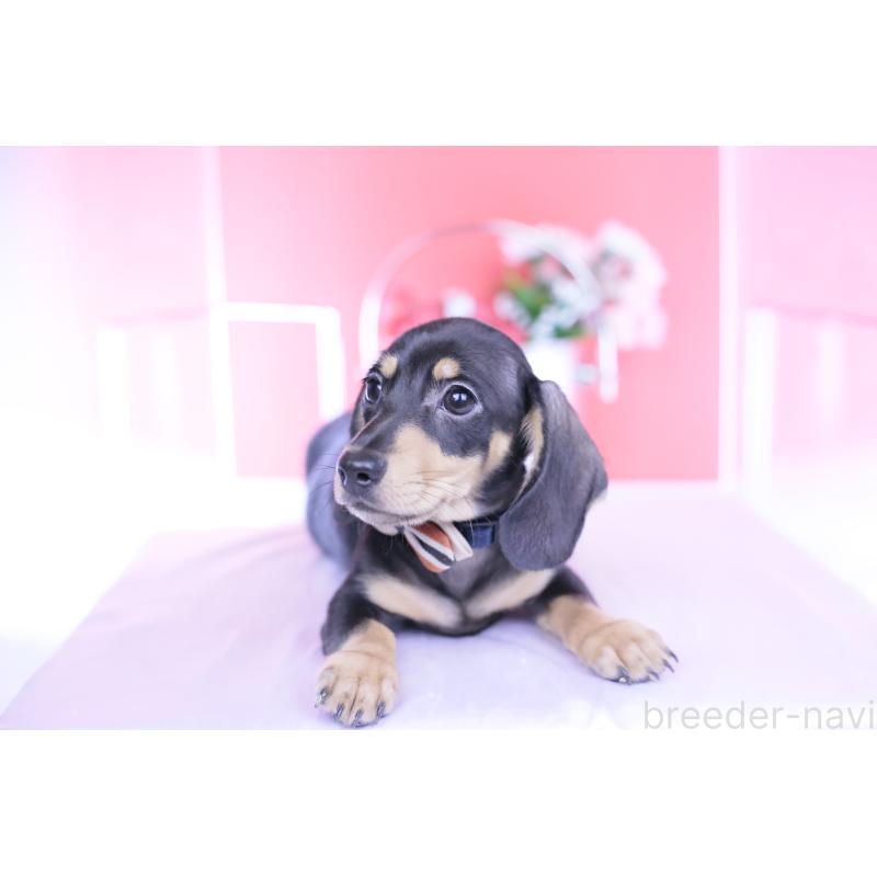 販売中の愛知県のカニンヘンダックスフンド(スムースヘアード)-440319の10枚目