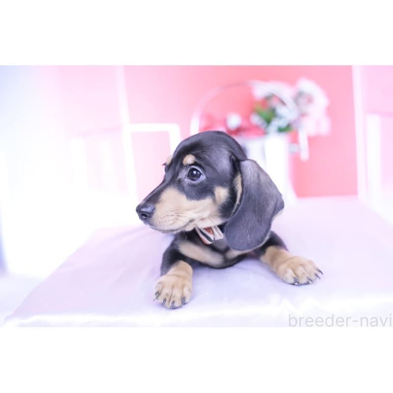 販売中の愛知県のカニンヘンダックスフンド(スムースヘアード)-440319の9枚目