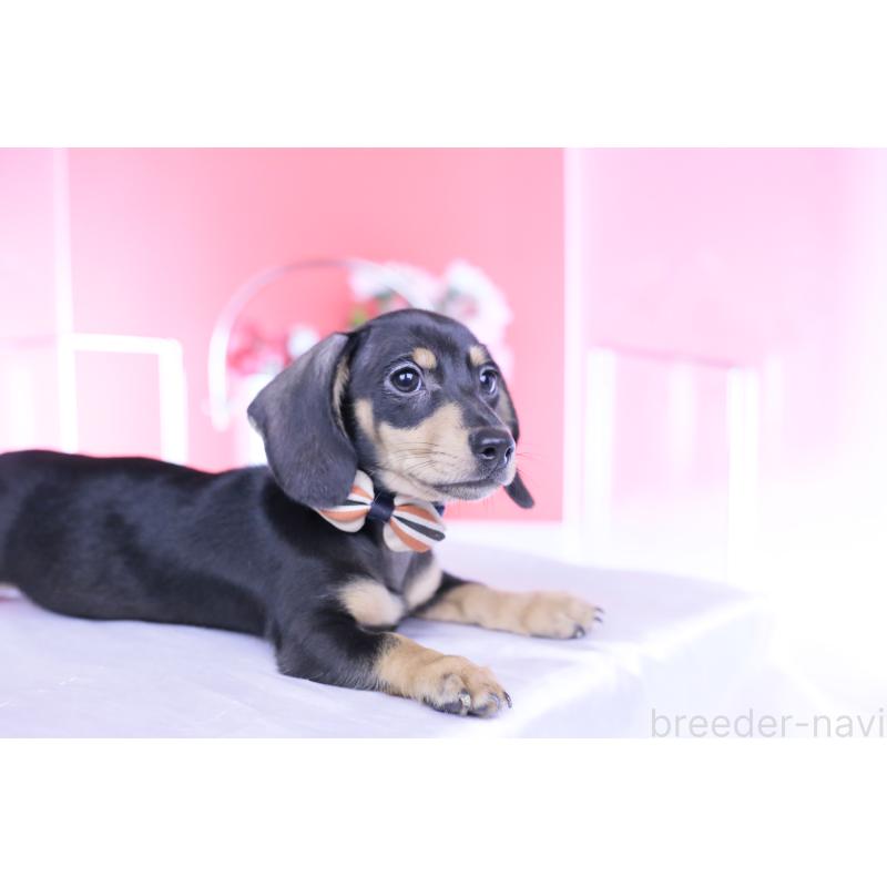 販売中の愛知県のカニンヘンダックスフンド(スムースヘアード)-440319の6枚目