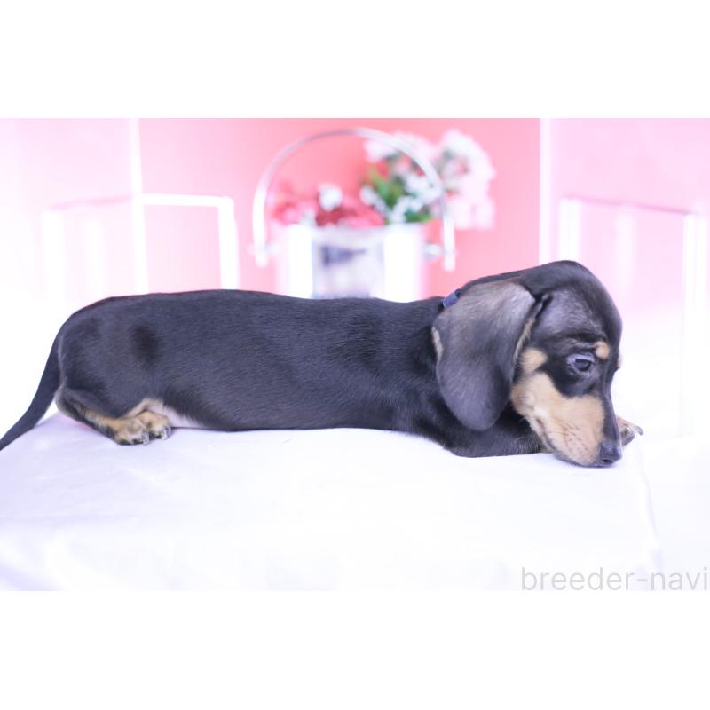 販売中の愛知県のカニンヘンダックスフンド(スムースヘアード)-440319の5枚目