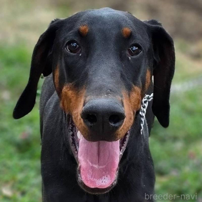 販売中の茨城県のドーベルマン-448655の1枚目