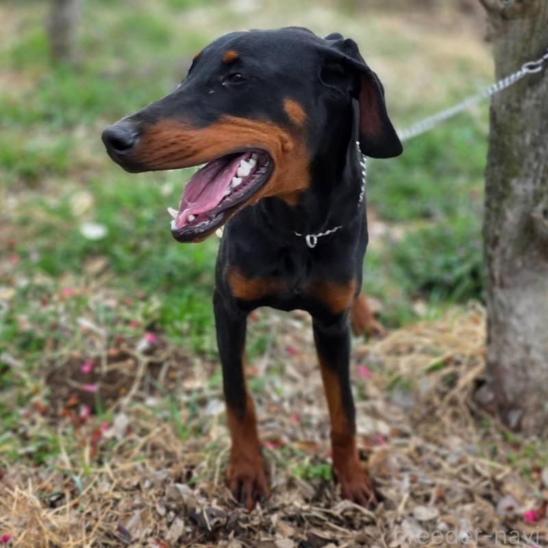販売中の茨城県のドーベルマン-448655の7枚目