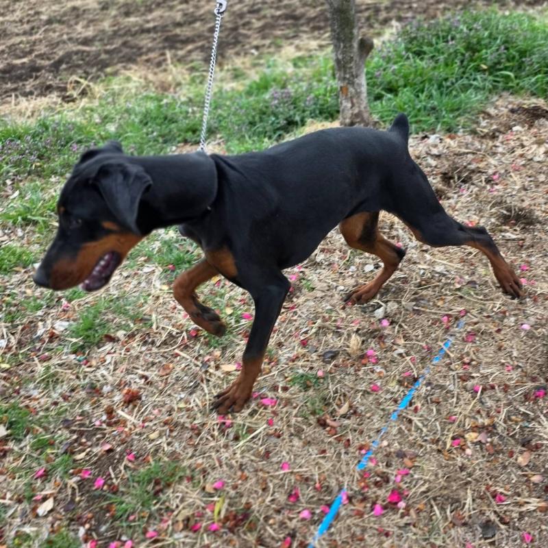 販売中の茨城県のドーベルマン-448655の6枚目