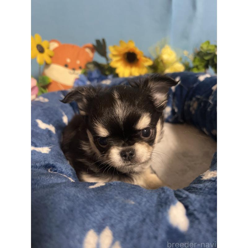 販売中の福岡県のチワワ(ロングコート)-448656の8枚目