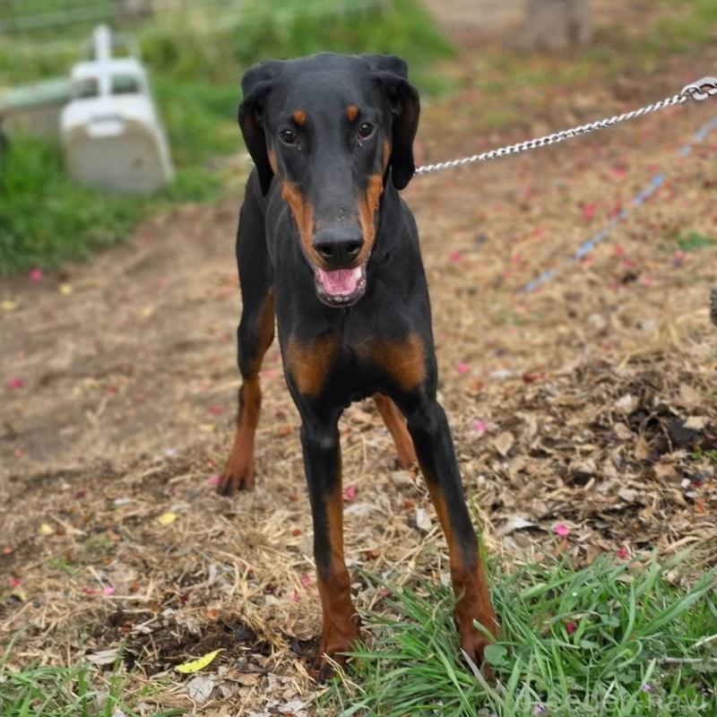 販売中の茨城県のドーベルマン-448655の5枚目