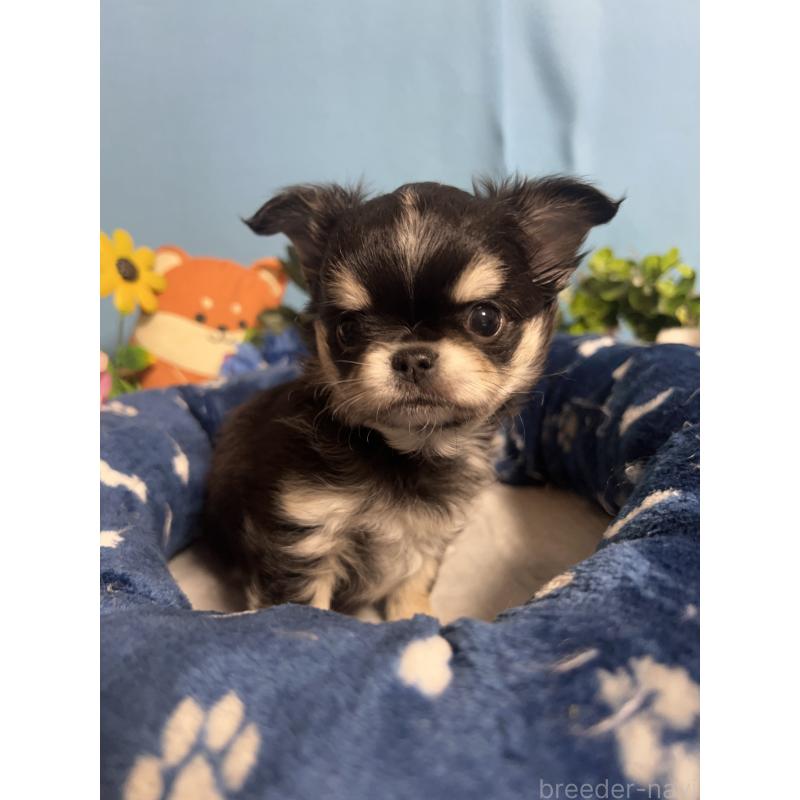 販売中の福岡県のチワワ(ロングコート)-448656の7枚目