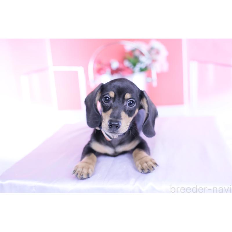 販売中の愛知県のカニンヘンダックスフンド(スムースヘアード)-440319の2枚目