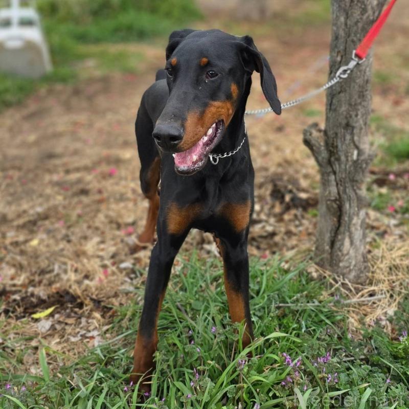 販売中の茨城県のドーベルマン-448655の4枚目