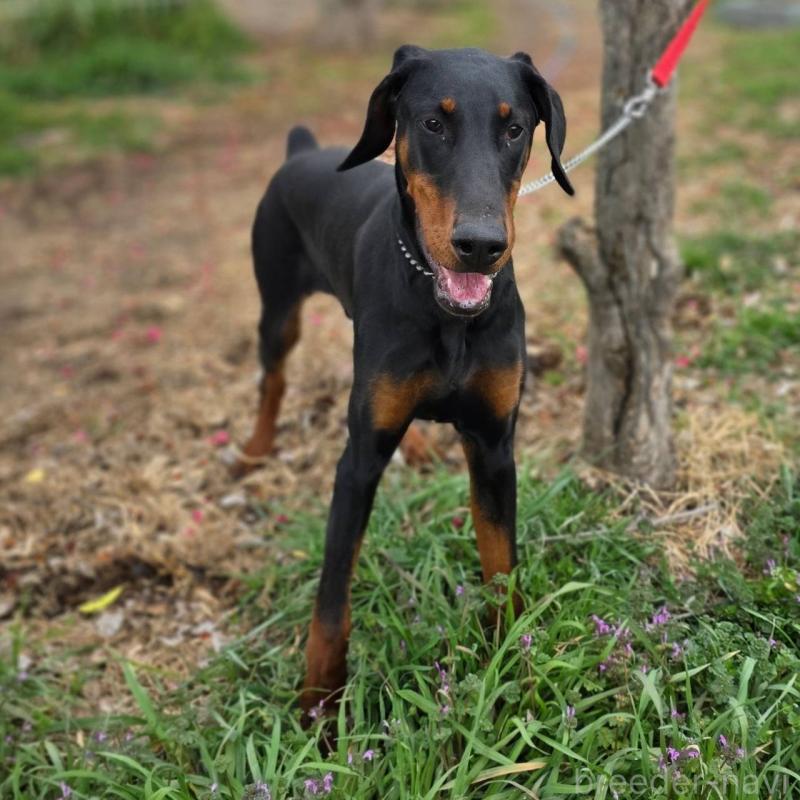 販売中の茨城県のドーベルマン-448655の3枚目