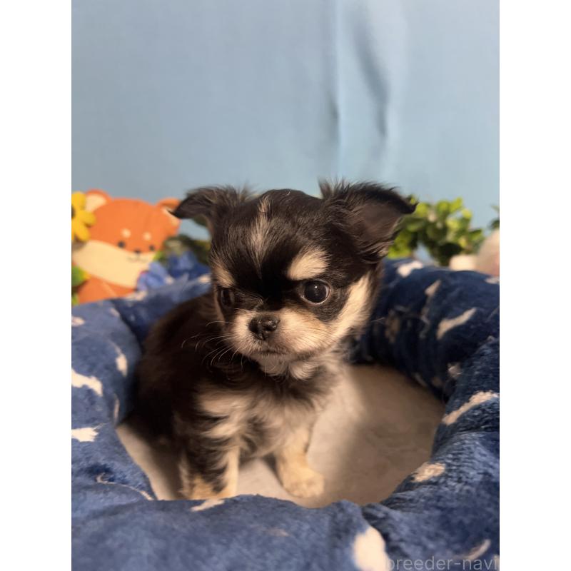 販売中の福岡県のチワワ(ロングコート)-448656の6枚目