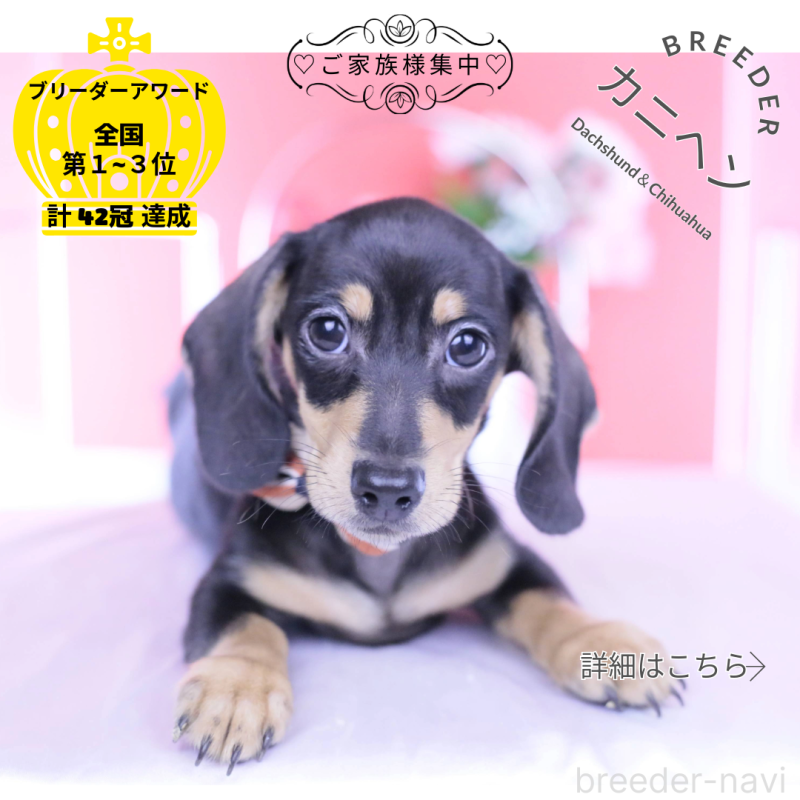 販売中の愛知県のカニンヘンダックスフンド(スムースヘアード)-440319