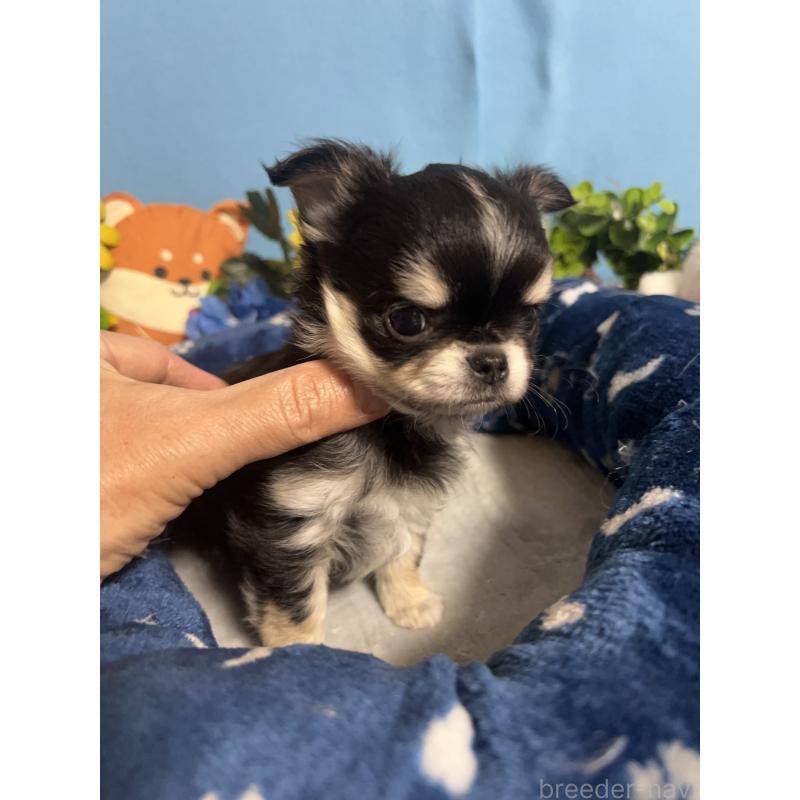 販売中の福岡県のチワワ(ロングコート)-448656の5枚目