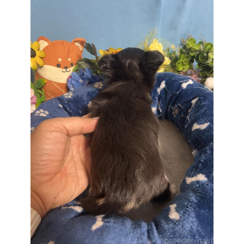 販売中の福岡県のチワワ(ロングコート)-448656の4枚目