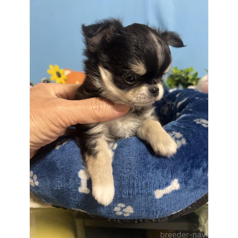 販売中の福岡県のチワワ(ロングコート)-448656の3枚目