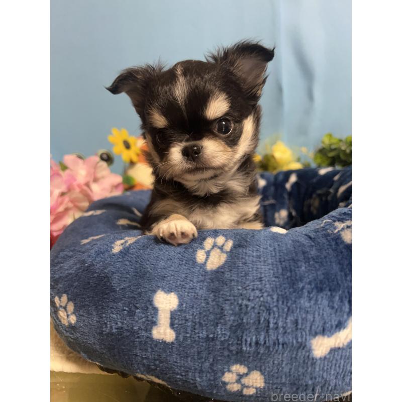 販売中の福岡県のチワワ(ロングコート)-448656の2枚目