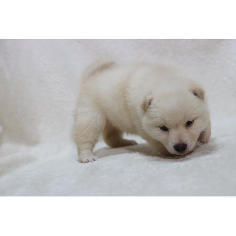 販売中の滋賀県の柴犬-448658の5枚目