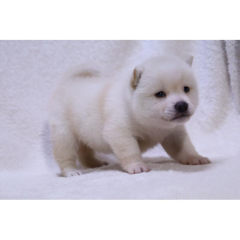 販売中の滋賀県の柴犬-448658の2枚目