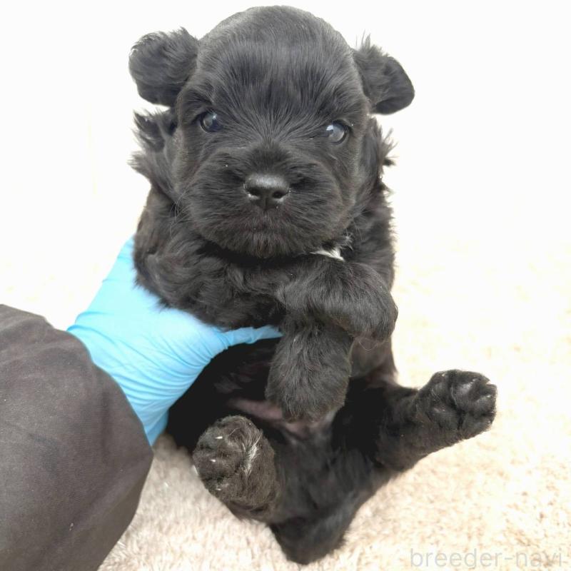 販売中の茨城県のチワプー:チワワ×トイプードル-448661の5枚目