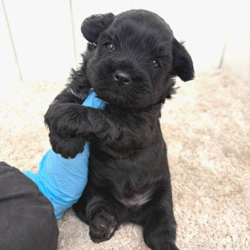 販売中の茨城県のチワプー:チワワ×トイプードル-448661の3枚目