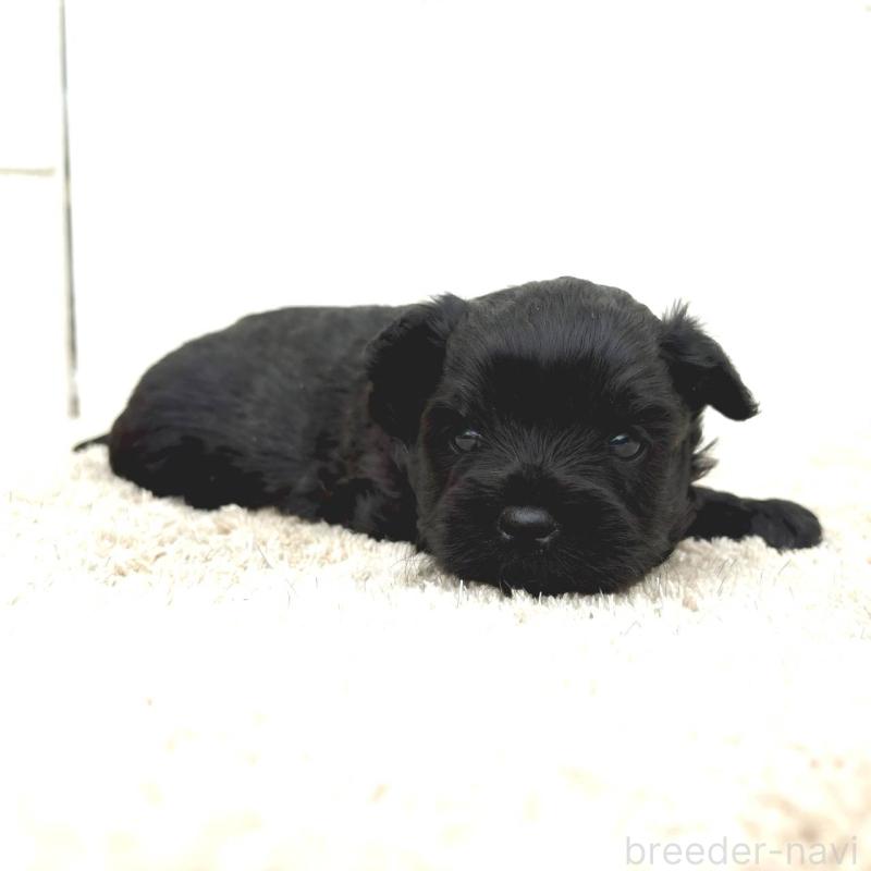 販売中の茨城県のチワプー:チワワ×トイプードル-448661の4枚目