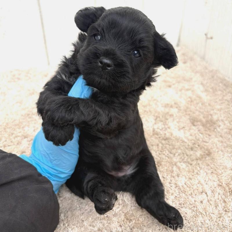 販売中の茨城県のチワプー:チワワ×トイプードル-448661の2枚目