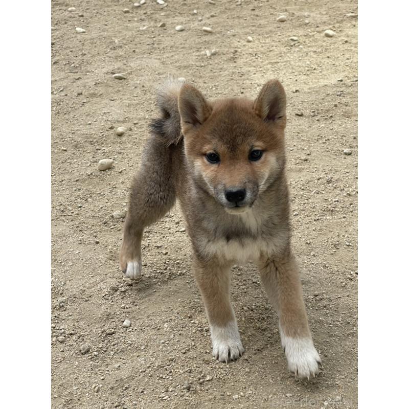 販売中の岡山県の柴犬-448662の7枚目