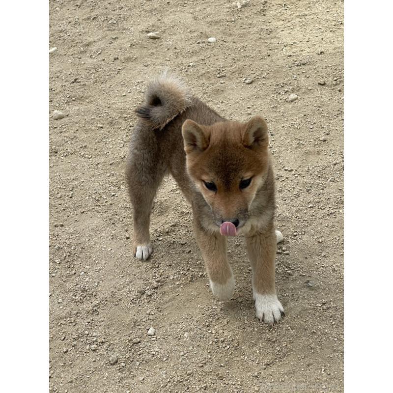 販売中の岡山県の柴犬-448662の6枚目