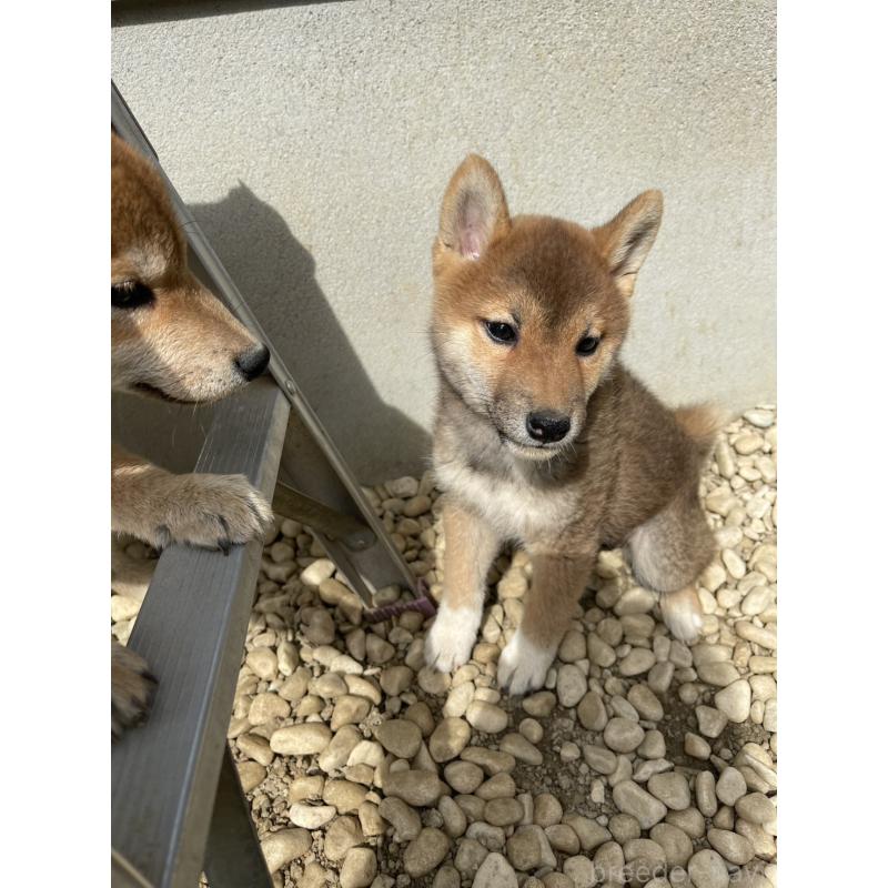 販売中の岡山県の柴犬-448662の4枚目