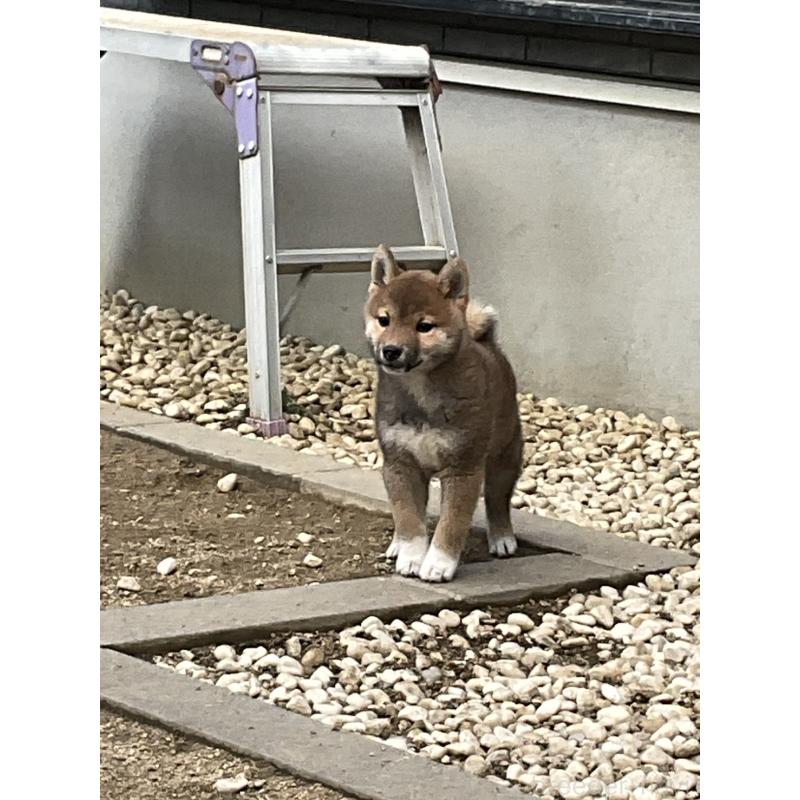 販売中の岡山県の柴犬-448662の3枚目