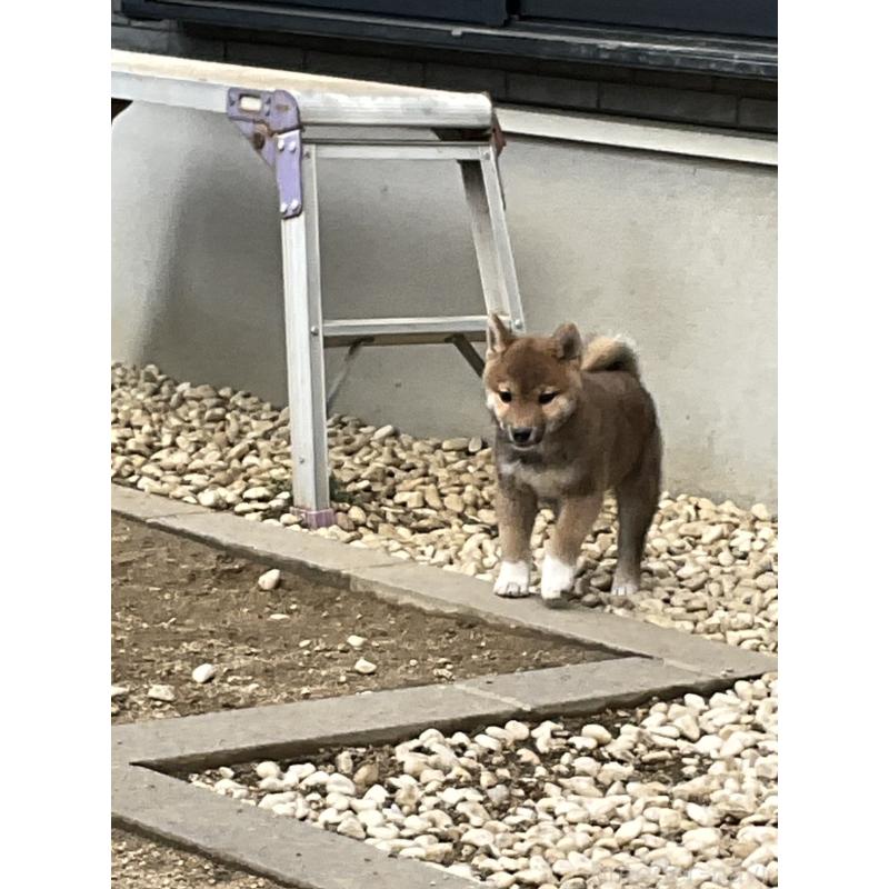 販売中の岡山県の柴犬-448662の2枚目