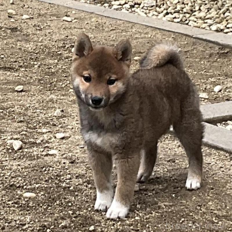 販売中の岡山県の柴犬-448662の1枚目