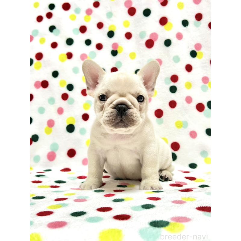 販売中の香川県のフレンチブルドッグ-448663
