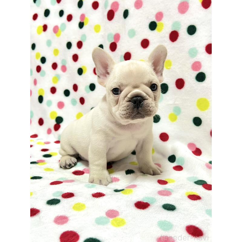 販売中の香川県のフレンチブルドッグ-448663の5枚目