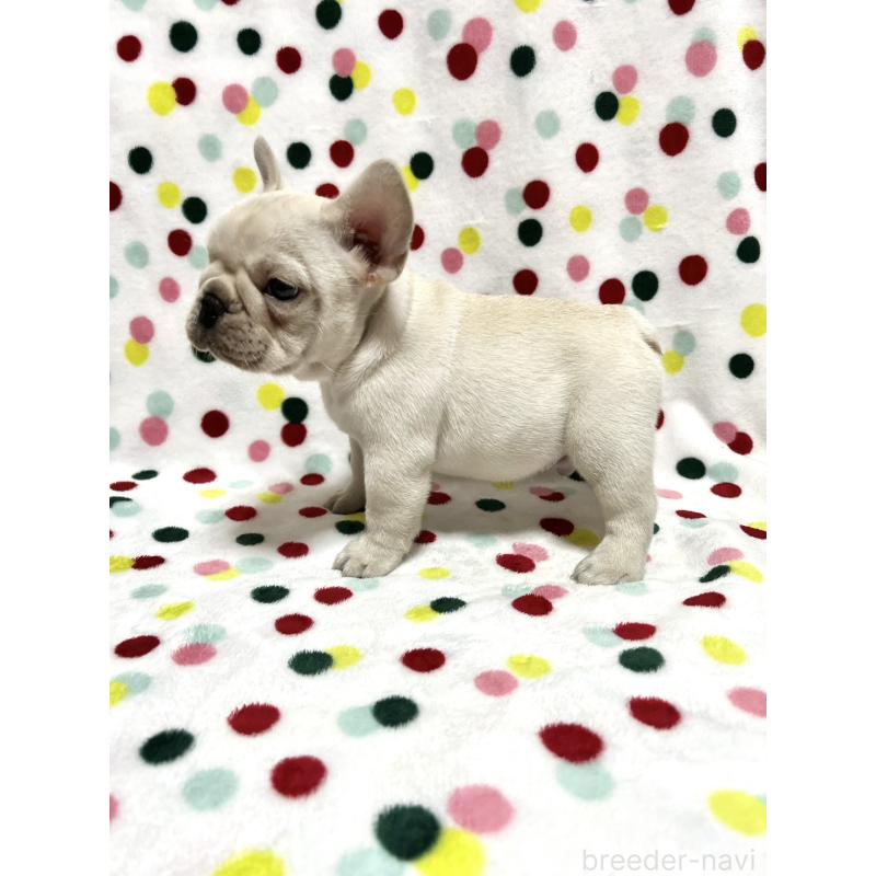 販売中の香川県のフレンチブルドッグ-448663の4枚目