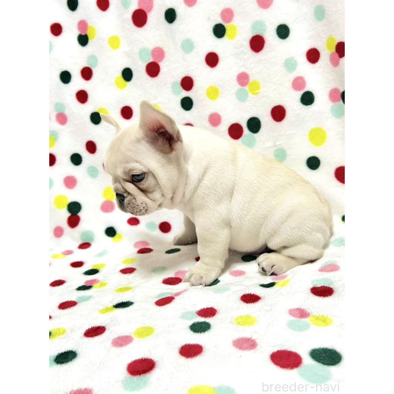 販売中の香川県のフレンチブルドッグ-448663の3枚目