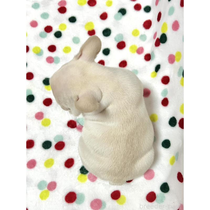 販売中の香川県のフレンチブルドッグ-448663の2枚目