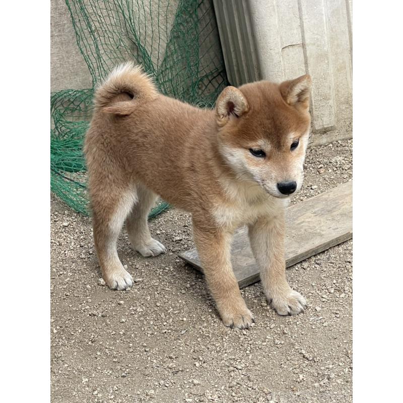 販売中の岡山県の柴犬-448664の7枚目