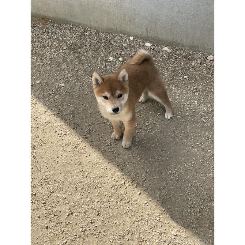 販売中の岡山県の柴犬-448664の6枚目