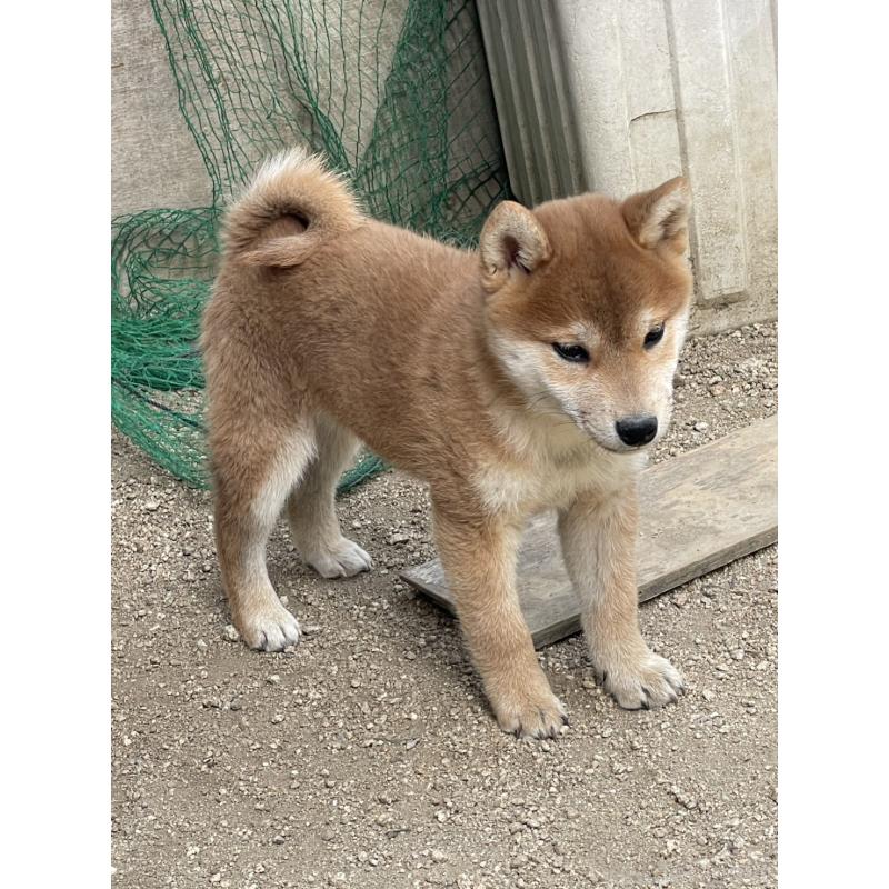 販売中の岡山県の柴犬-448664の5枚目