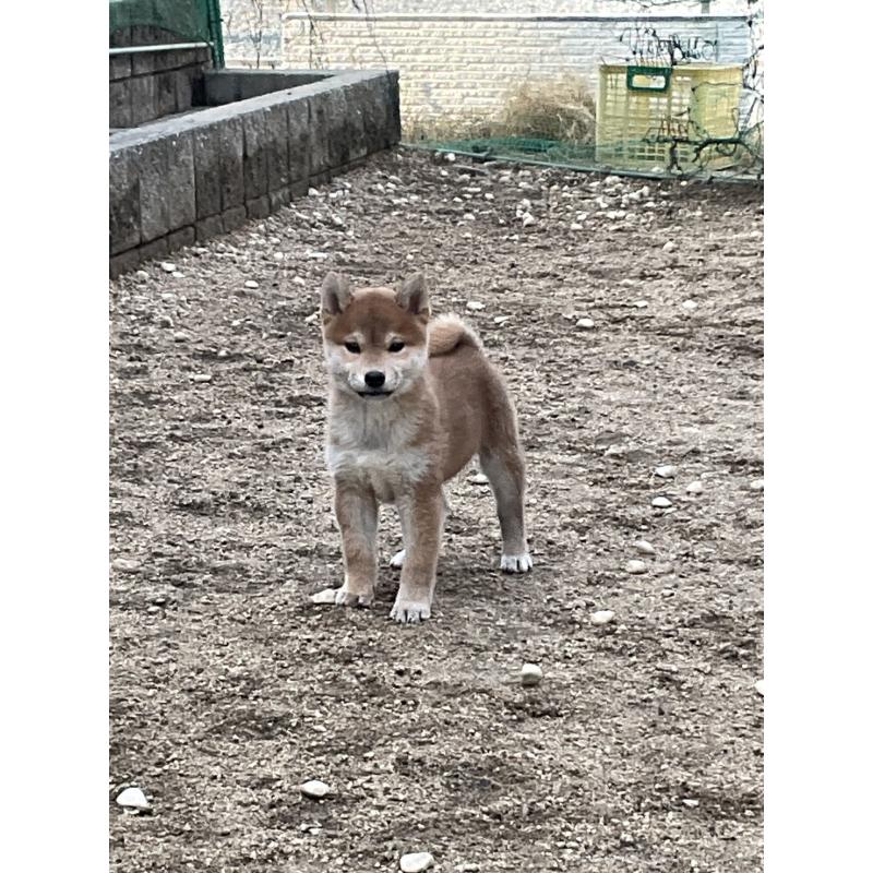 販売中の岡山県の柴犬-448664の4枚目