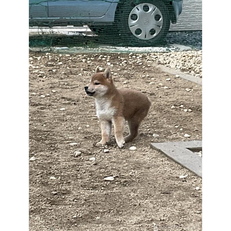 販売中の岡山県の柴犬-448664の3枚目