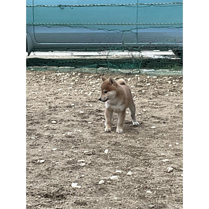 販売中の岡山県の柴犬-448664の2枚目