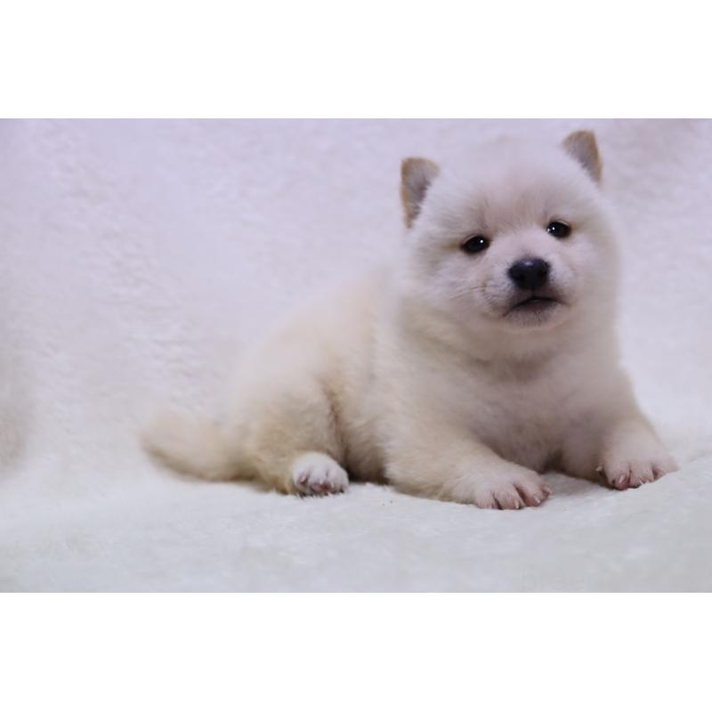 販売中の滋賀県の柴犬-448665の3枚目