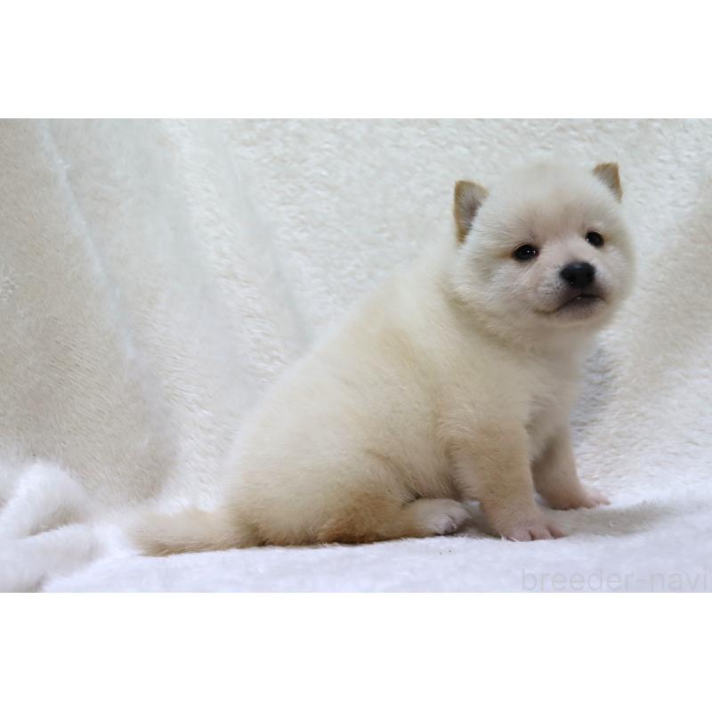 販売中の滋賀県の柴犬-448665の2枚目