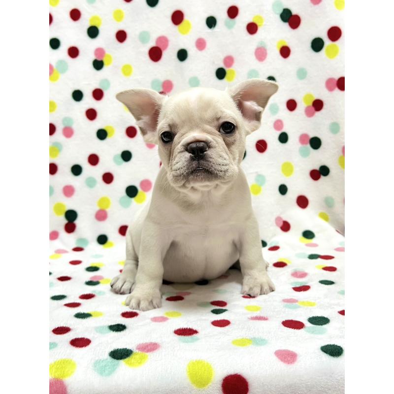 販売中の香川県のフレンチブルドッグ-448666の1枚目