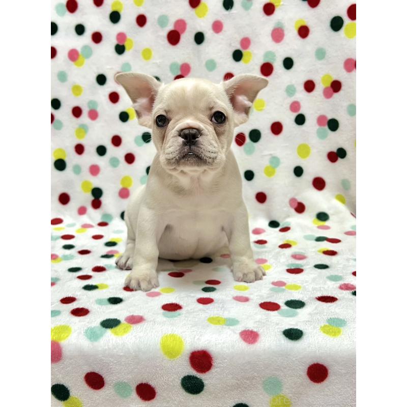 販売中の香川県のフレンチブルドッグ-448666の5枚目